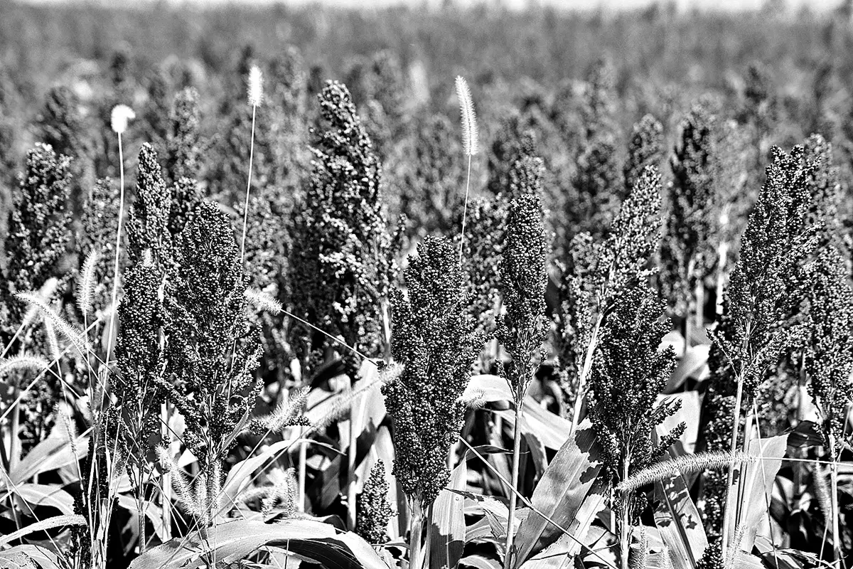 COGOLLERO. La plaga ya muestra algunos perjuicios en las plantaciones.