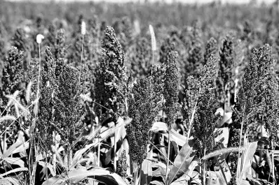 “Se están haciendo controles”: en marzo se conocerá el nivel de afectación de los cultivos