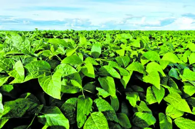 Las lluvias fueron favorables para el desarrollo de la soja