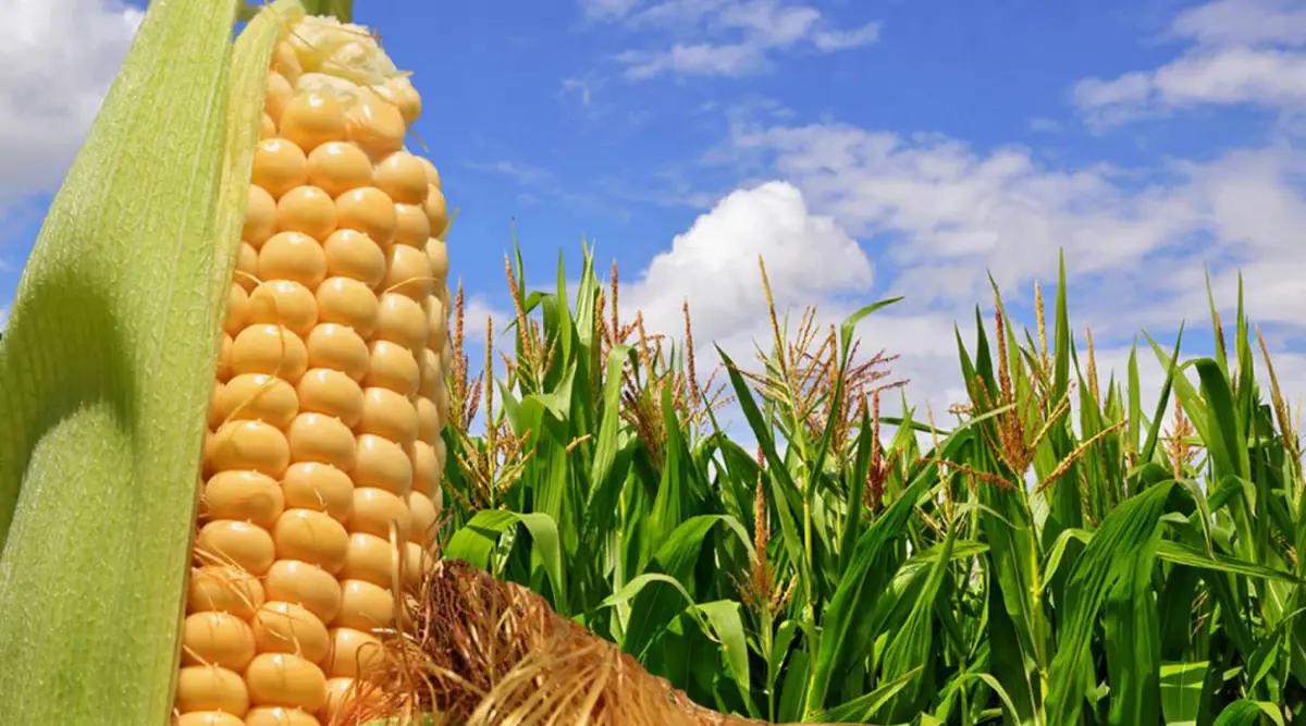 REVÉS. Pese a que las lluvias favorecieron los cultivos, dificultaron el acceso a los lotes para aplicar herbicidas y favorecieron las condiciones de desarrollo de malezas y vegetación indeseada