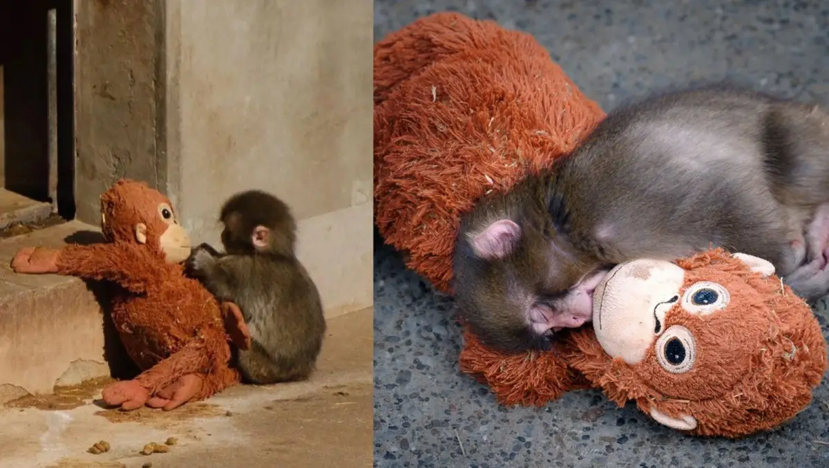 La historia del mono Punch conmovió al mundo: su mamá lo abandonó y se crió con un peluche