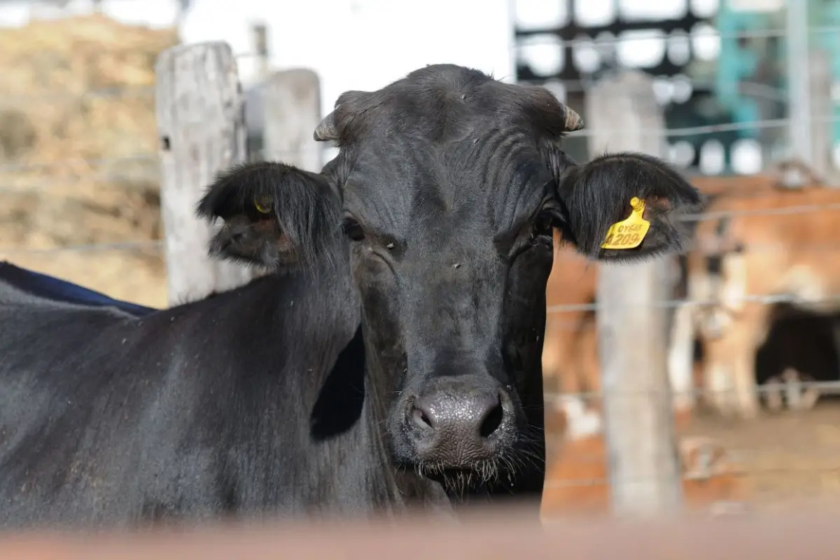 Informe económico del Rosgan: baja en los números de la faena