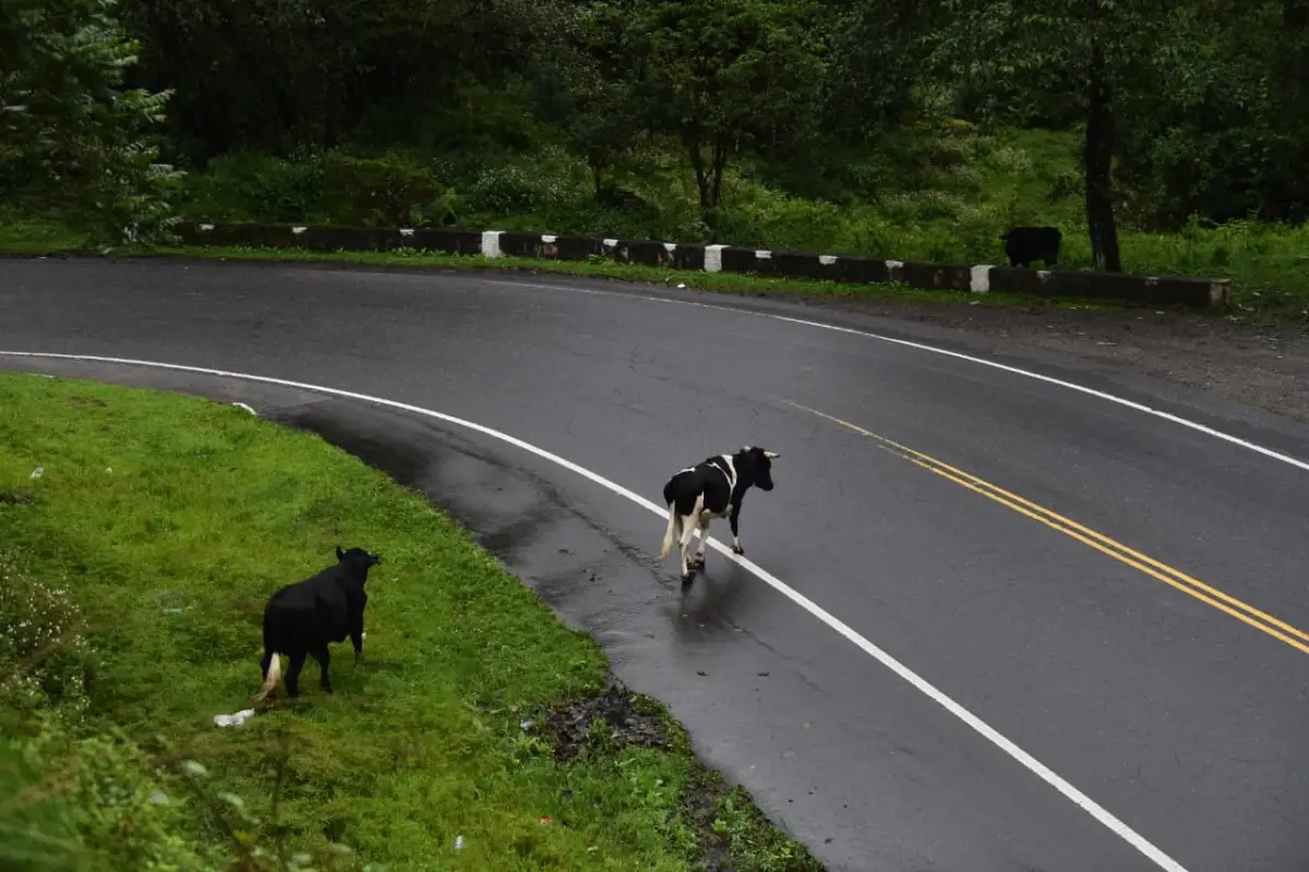  CAMINO A LOS VALLES. Animales sueltos, caída de ramas y un derrumbe parcial en Punta Carrera, son algunos de los inconvenientes que se registran. LA GACETA/FOTO OSVALDO RIPOLL. 