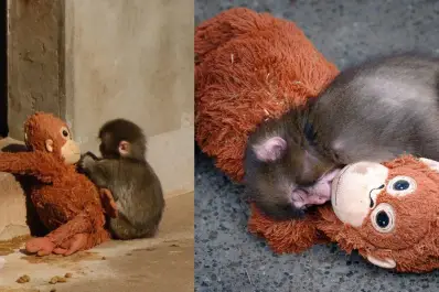 ¿Por qué la mamá del mono Punch lo abandonó?: la triste historia detrás del viral