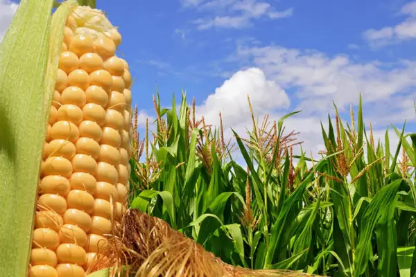 Buena campaña para el sorgo y el maíz: las condiciones climáticas favorecieron los cultivos