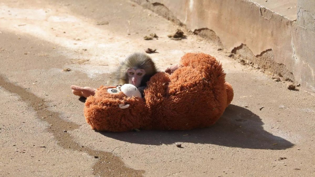 El pequeño mono Punch junto a su fiel compañero. Foto @SuperViiral