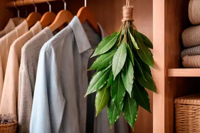 El truco del laurel en el placard: por qué deberías colgar una rama