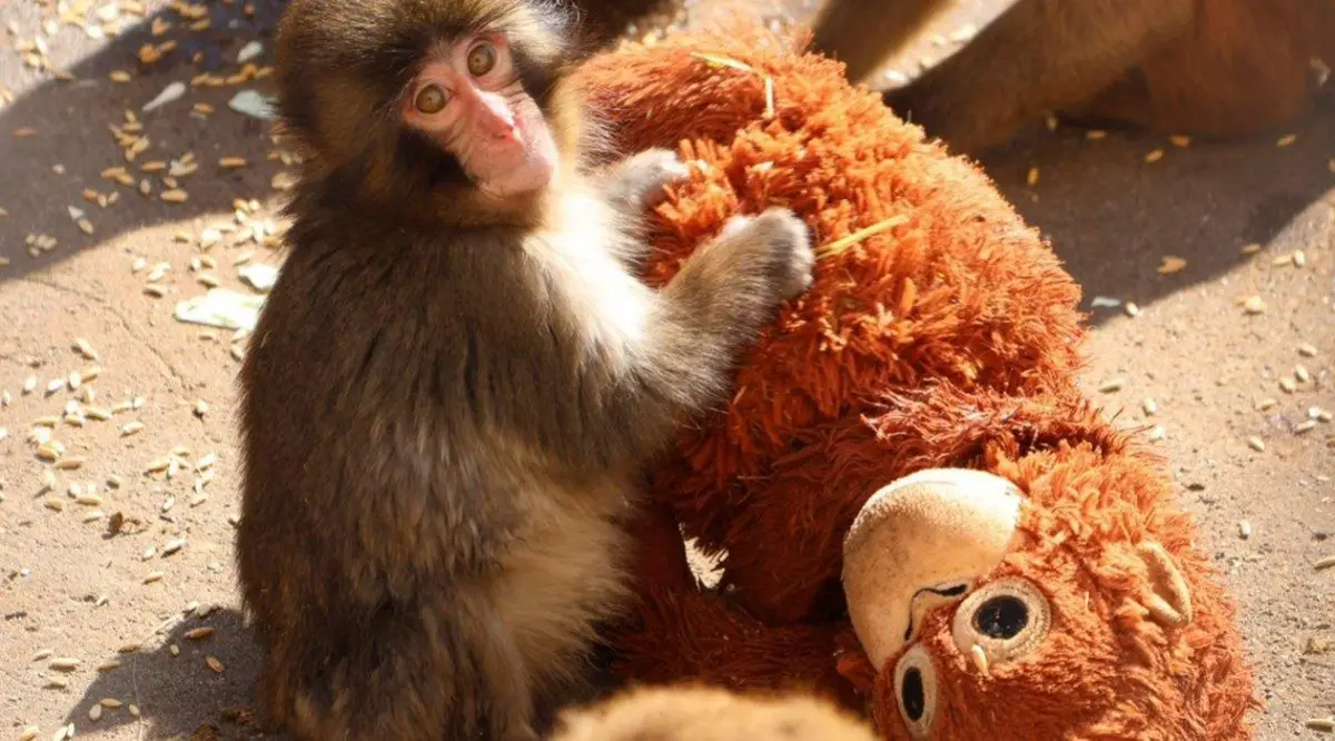 El zoológico donde vive el mono Punch publicó fotos del orangután recién nacido