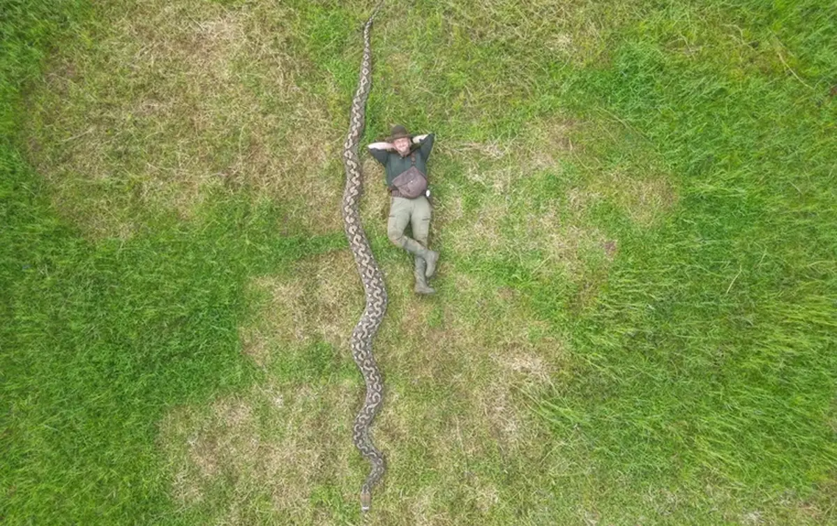 Con más de siete metros de largo, “La Baronesa” se convirtió en la pitón salvaje más grande del mundo
