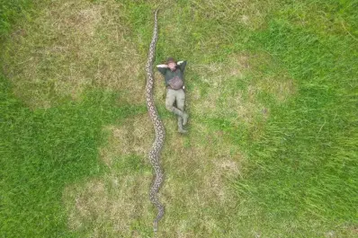 Con más de siete metros de largo, “La Baronesa” se convirtió en la pitón salvaje más grande del mundo