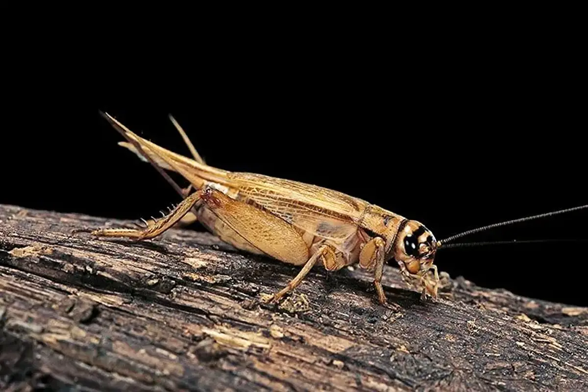 ¿Qué significa escuchar grillos por la noche? El secreto del Feng Shui para tu hogar