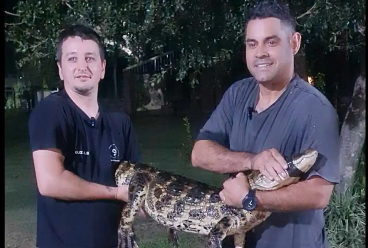 Salió al fondo de su casa y encontró un yacaré de casi dos metros en la piscina