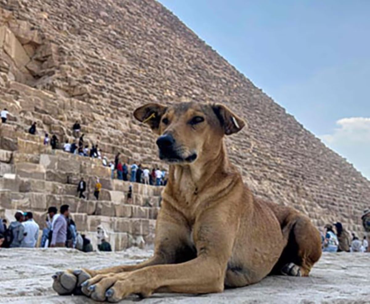 PARTICULARES. Los baladi son delgados, con orejas grandes y pelajes en tonos tierra que les permiten camuflarse en el entorno desértico.