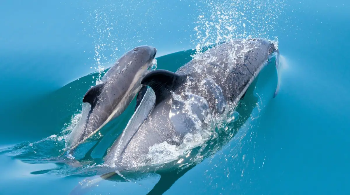 Hallan sustancias químicas de televisores y teléfonos inteligentes en cerebros de delfines. (Imagen: Earth.com)