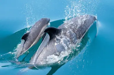 Inquietante hallazgo: encontraron restos de televisores y celulares en los cerebros de delfines