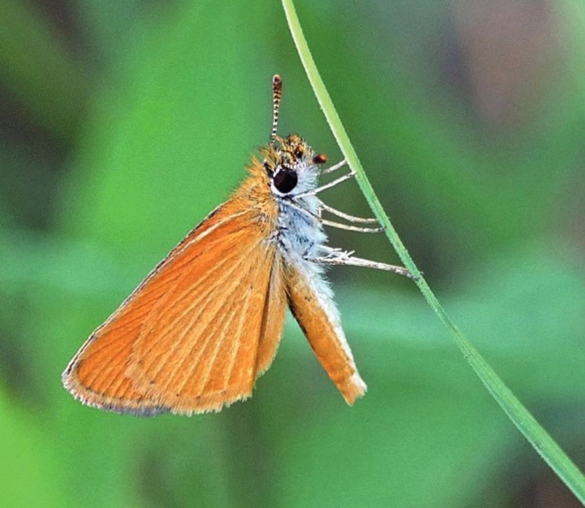 DORADITA. Esta especie vuela bajo y es muy pequeña. FOTO/ Fundación Miguel Lillo