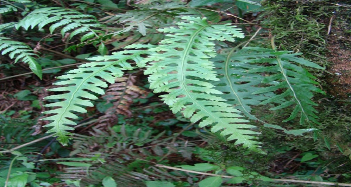 HACIA ARRIBA. Hay que levantar la vista para ver los helechos en el pulmón verde de la capital. FOTO/ La Fundación Miguel Lillo.