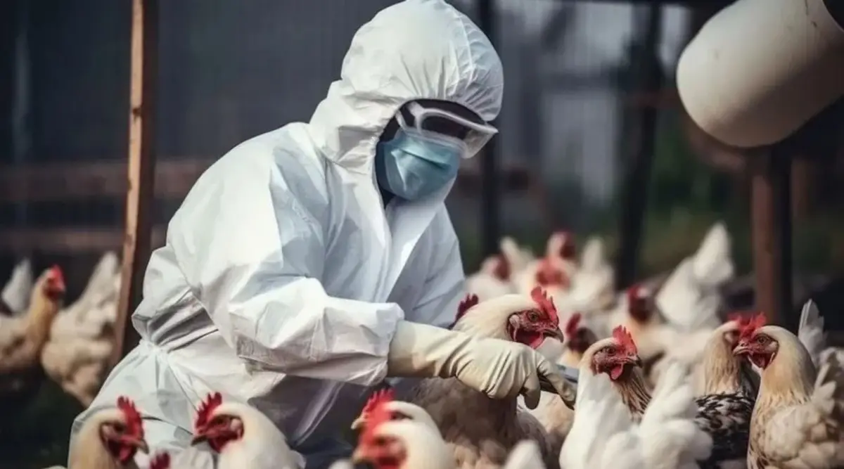 Nuevos casos de influenza aviar en el país