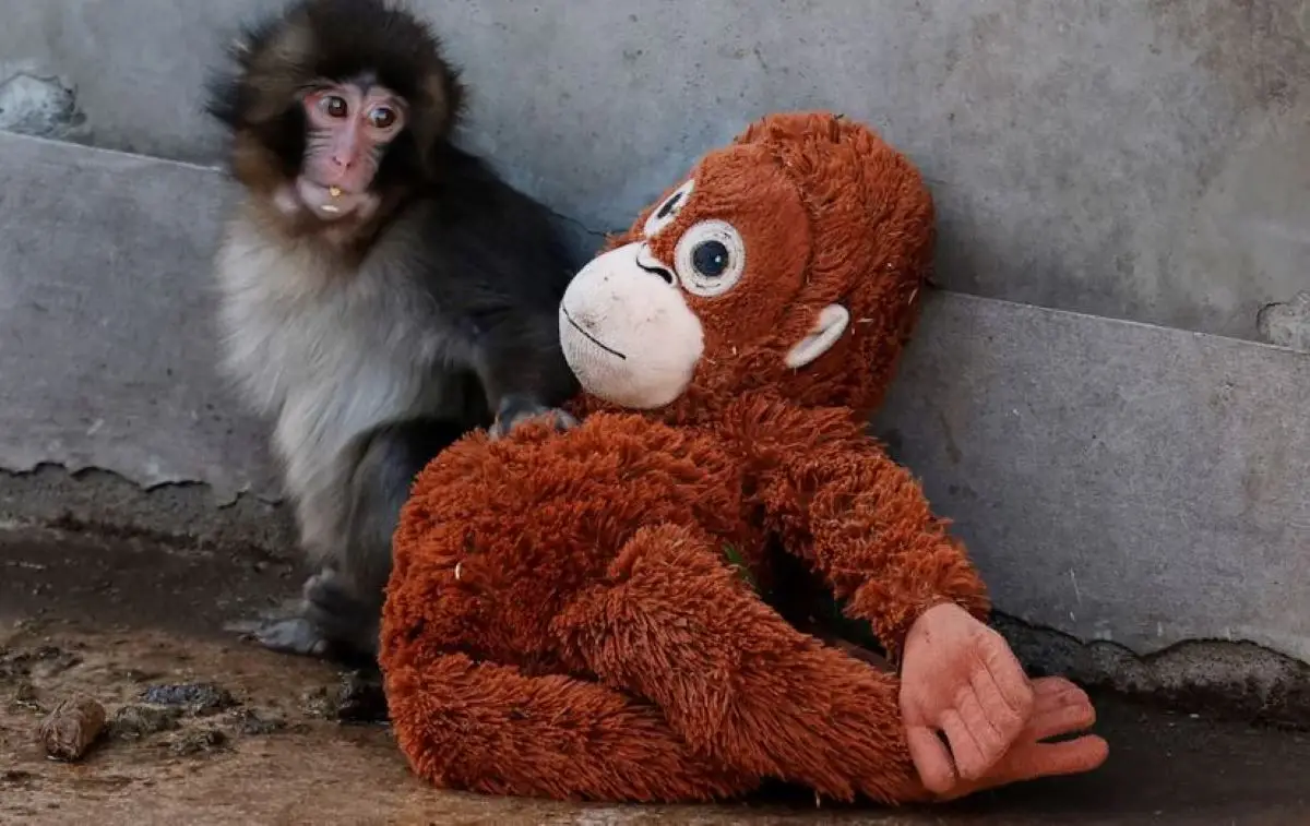 EN JAPÓN. La imagen que adquirió fama mundial se viralizó desde un zoológico japonés.