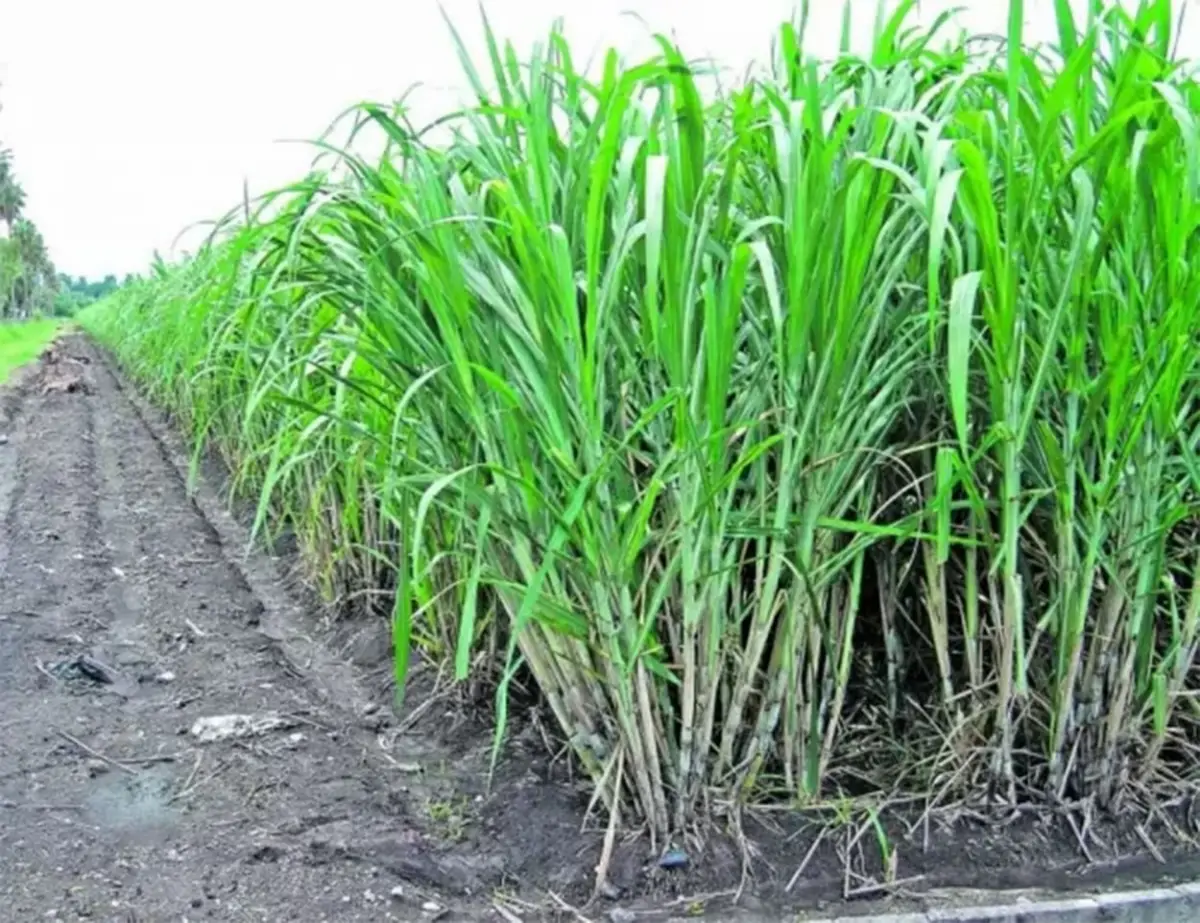 RESULTADOS LOCALES. La vinaza puede favorecer el desarrollo de la caña.