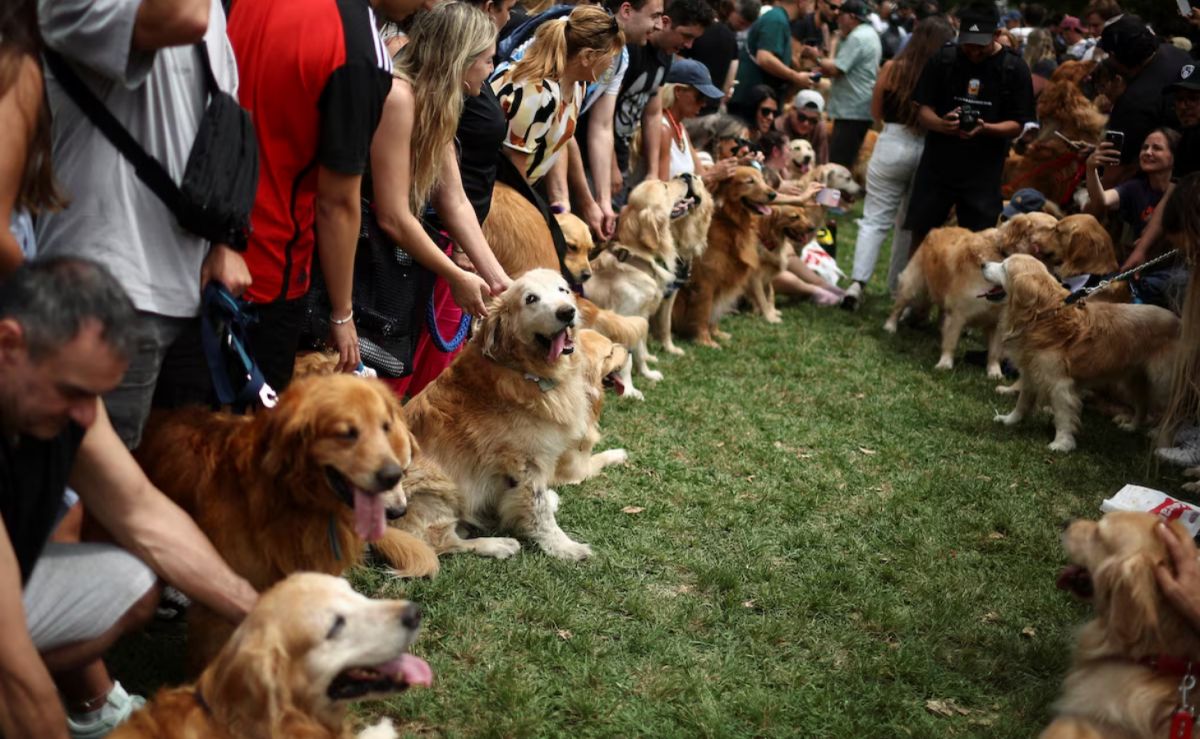 Los Golden Retrievers y sus dueños participan en una reunión que busca romper el récord mundial de la reunión más grande de la raza, en Buenos Aires, Argentina, el 8 de diciembre de 2025. REUTERS/Agustin Marcarian