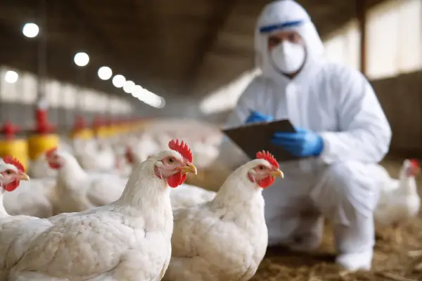 Brote de influenza aviar en Córdoba: ¿puede contagiarse a humanos?