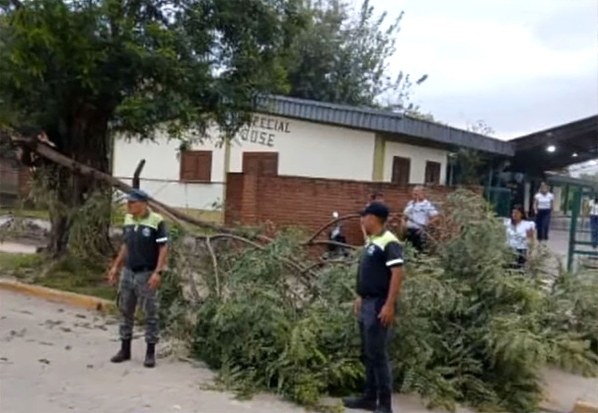 DAÑOS. La caída de árboles afectó el tendido eléctrico.