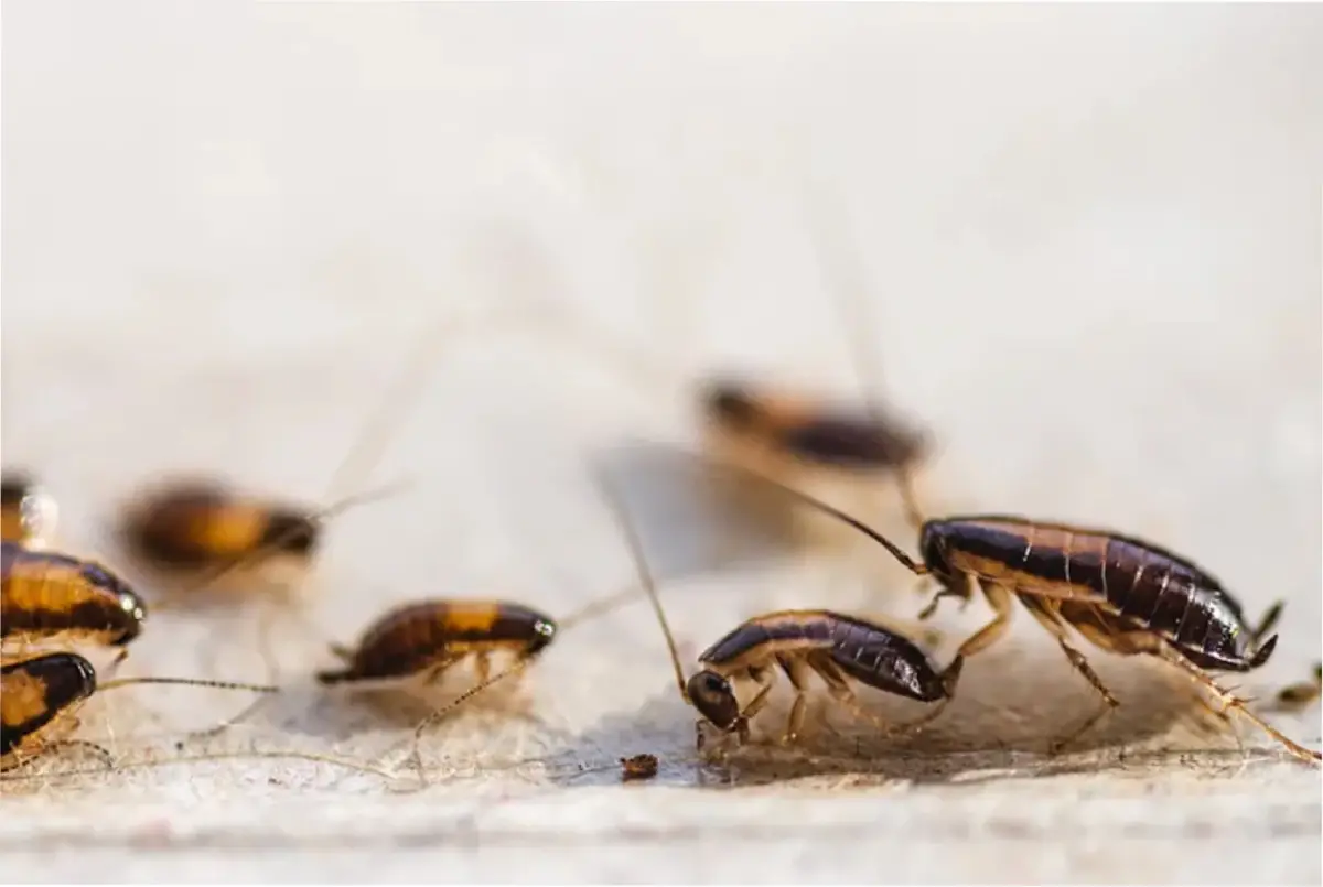 Cómo ahuyentar a las cucarachas con una fruta que tenemos en casa.