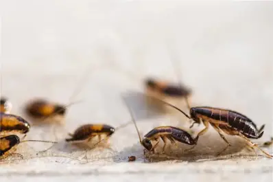 Sin productos costosos ni trucos complicados: esta fruta ahuyenta a las cucarachas con su aroma