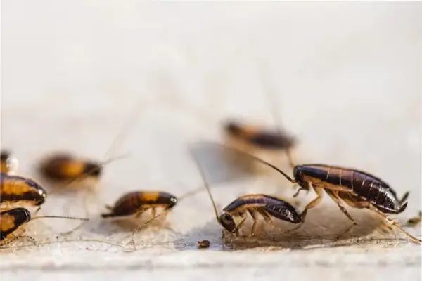 Sin productos costosos ni trucos complicados: esta fruta ahuyenta a las cucarachas con su aroma