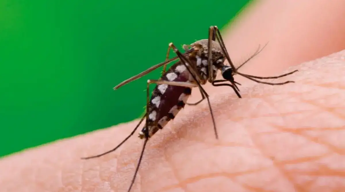 Especialistas vinculan el primer caso de chikungunya en Tucumán con el aumento de temperaturas