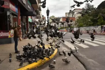 Si las palomas son un problema, hay formas “amigables” de ahuyentarlas