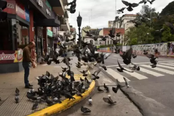 Si las palomas son un problema, hay formas “amigables” de ahuyentarlas