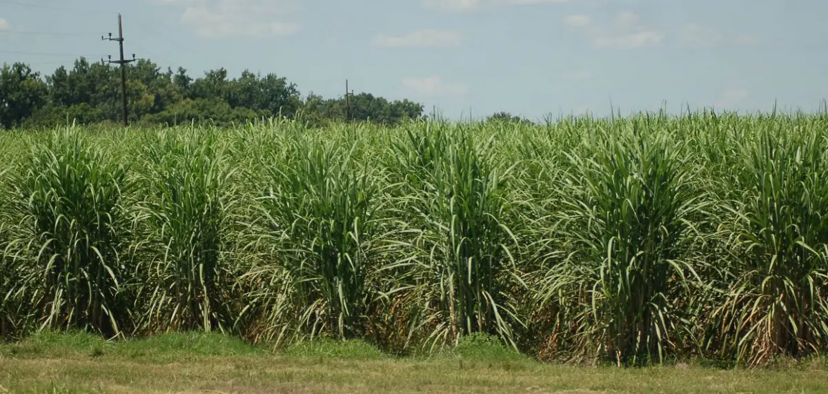 Eeaoc: aunque de forma heterogénea, el campo se vio favorecido por las lluvias