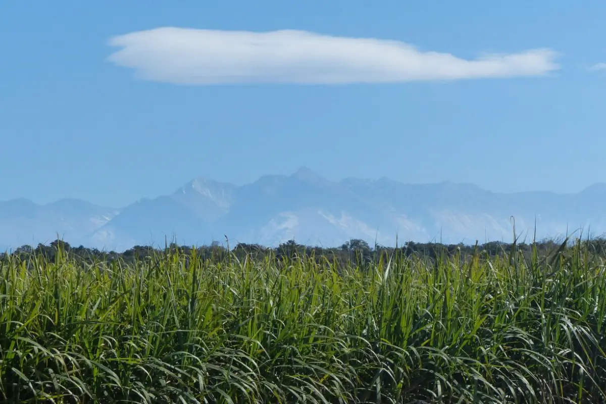 Récords de lluvias y eficiencia productiva