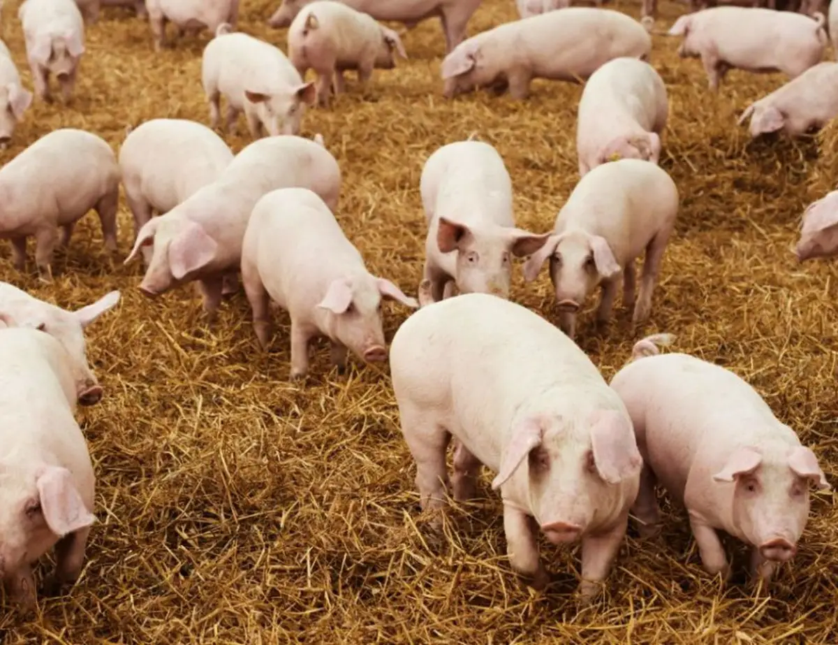 Se destinaron $13 millones a mejorar el sector porcino