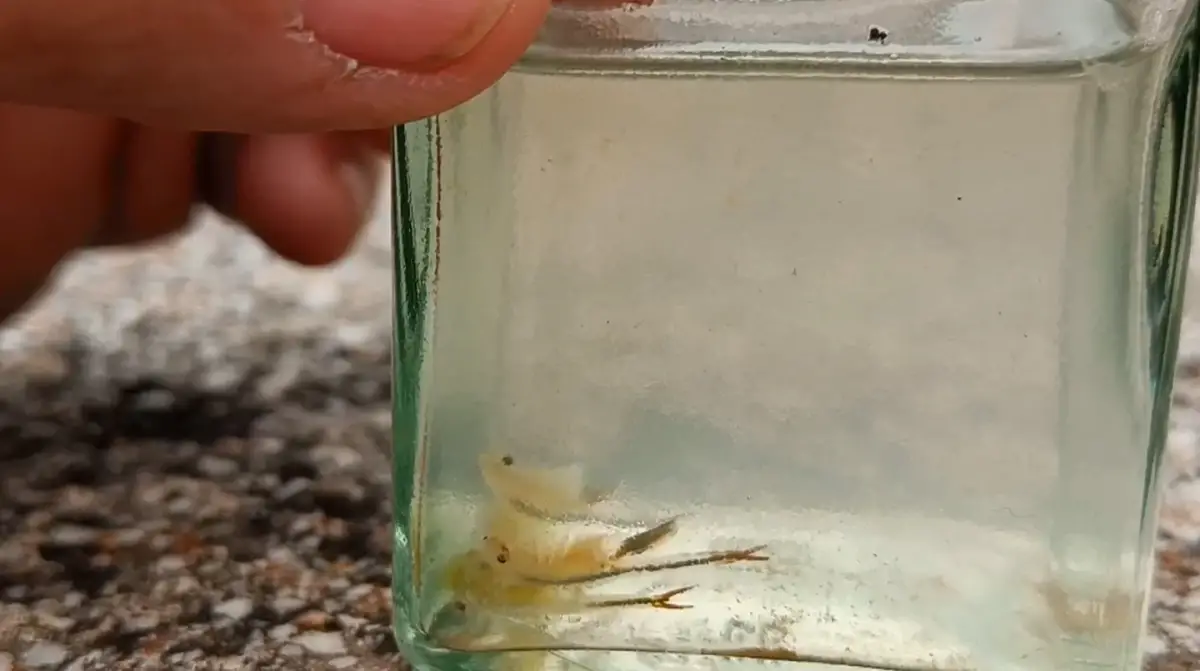 Las gambas duende proliferan en España. 