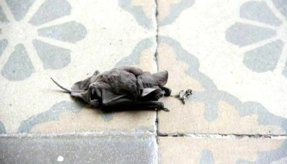 Mordida de murciélago en una escuela rural: evacuaron de urgencia a la directora en helicóptero