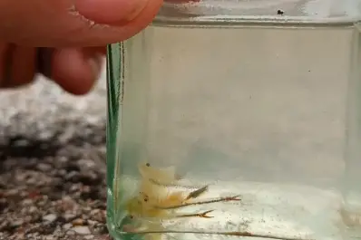 La extraña especie que apareció tras las intensas lluvias registradas en los primeros meses del año