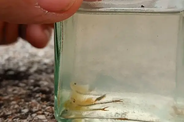 La extraña especie que apareció tras las intensas lluvias registradas en los primeros meses del año