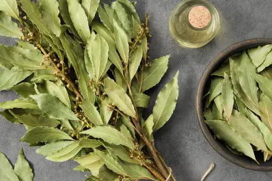 Este electrodoméstico se limpia casi solo si colocás laurel en su interior