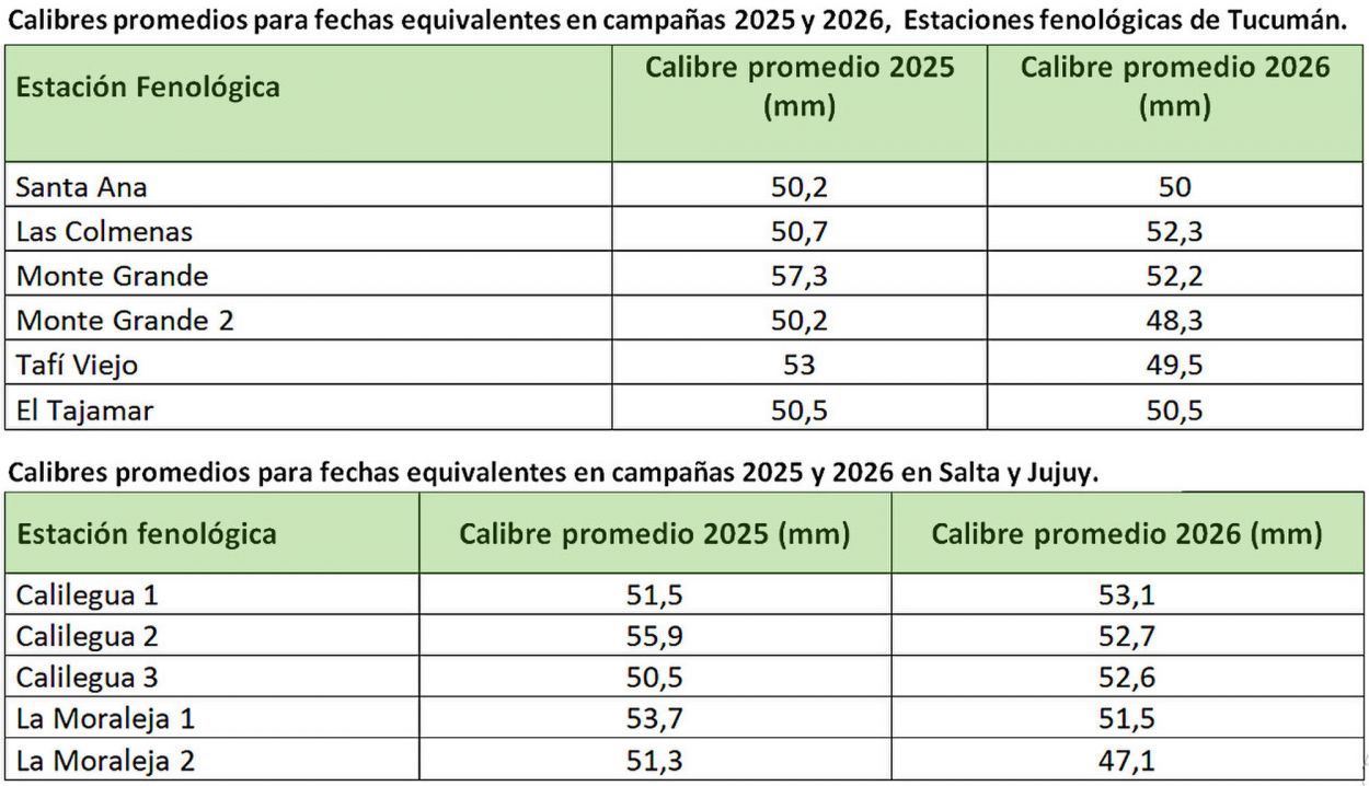 Estudio fenológico: el limón, ligeramente más pequeño que la campaña pasada