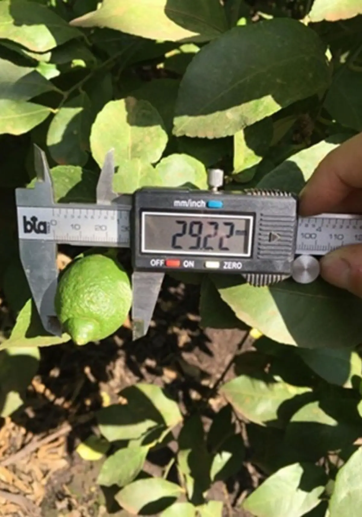 BALANCE. Aunque las temperaturas se mantuvieron óptimas para el desarrollo de los frutos, las precipitaciones podrían perjudicar el crecimiento.