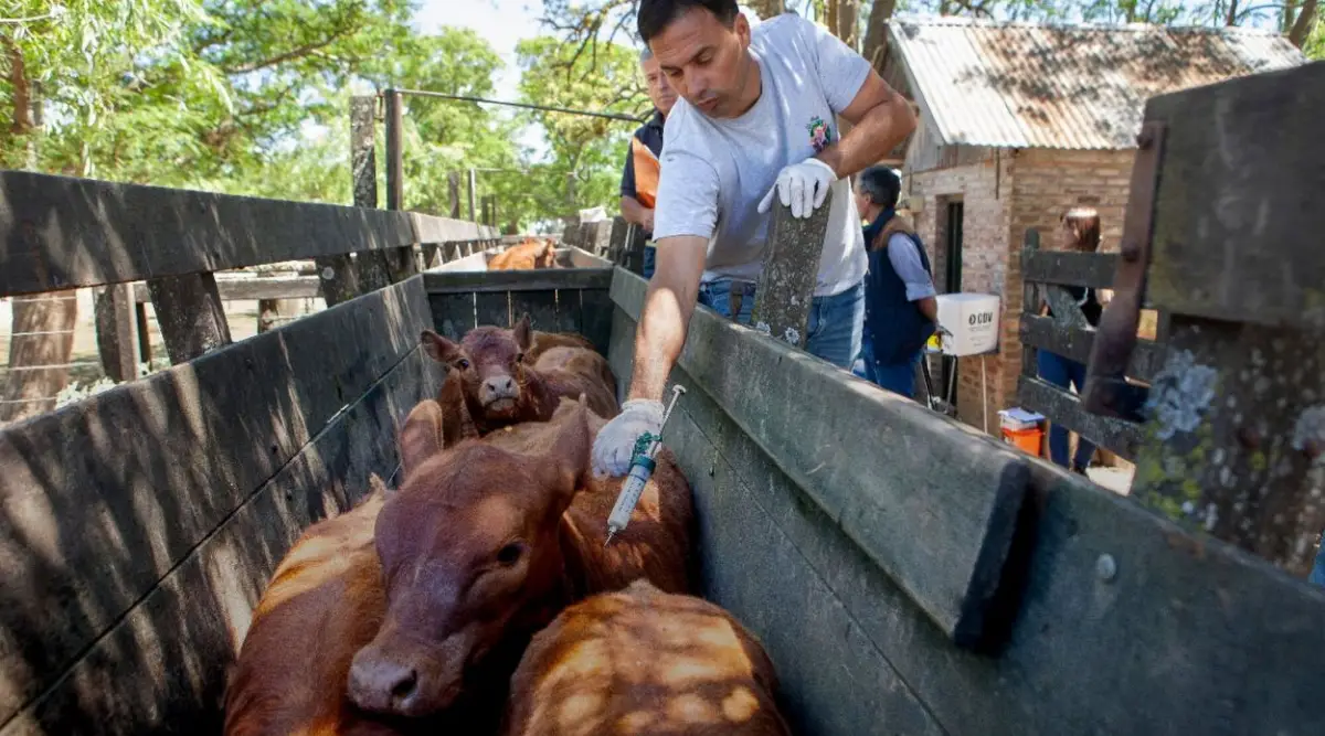 Argentina sigue certificada libre de fiebre aftosa