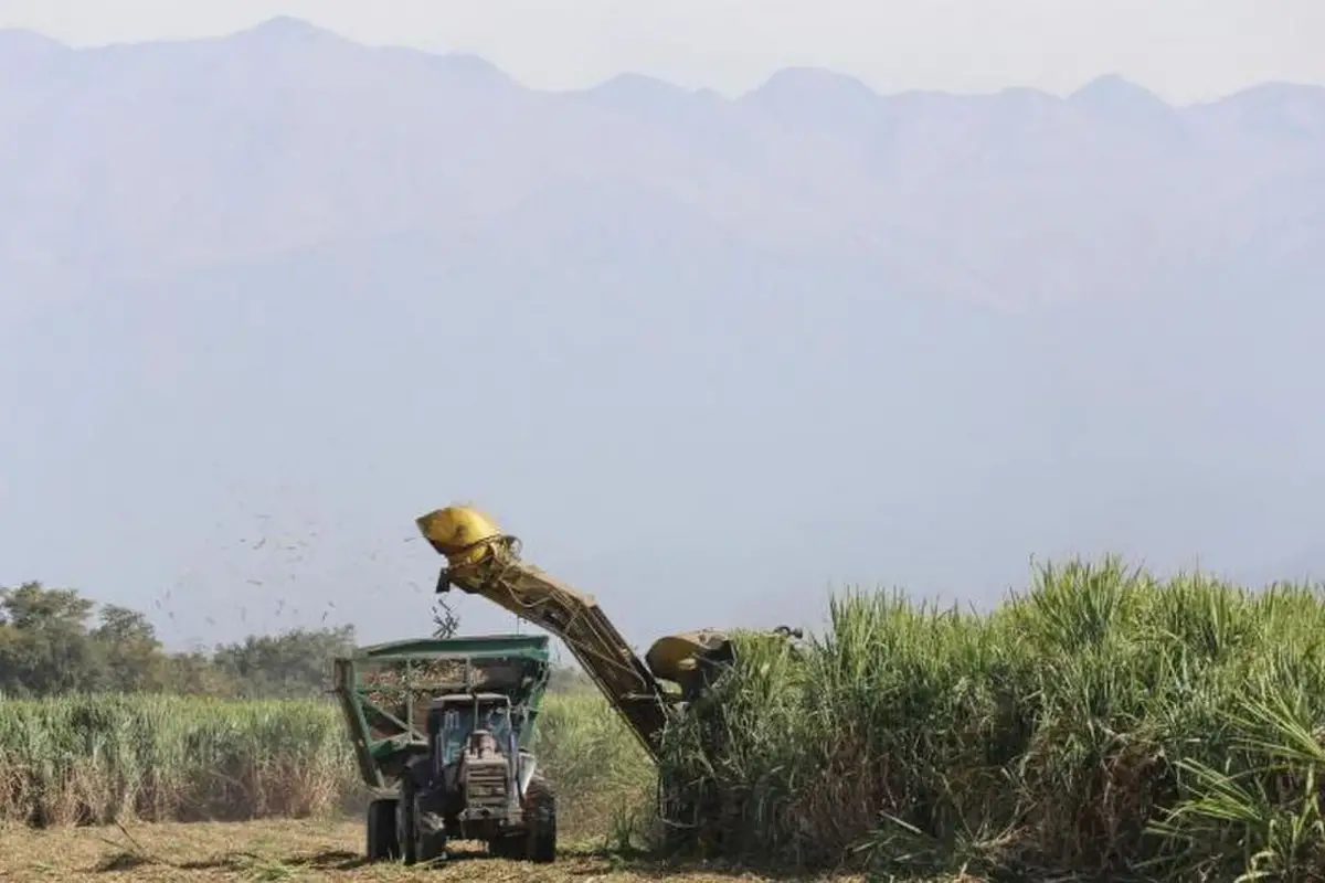 BRASIL. Estiman que la producción en el país vecino podría caer casi un 4%
