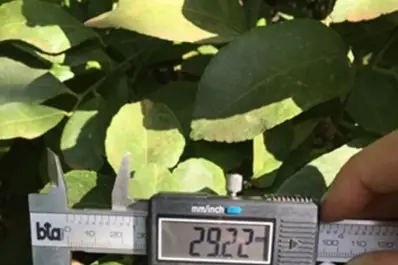 Estudio fenológico: el limón, ligeramente más pequeño que la campaña pasada