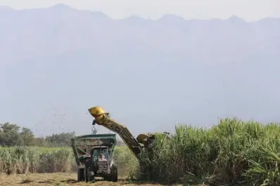 Análisis del mercado azucarero: factores alcistas y bajistas que marcarán la zafra