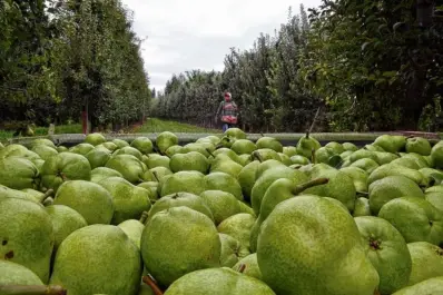 Desafíos y crecimiento de la fruticultura