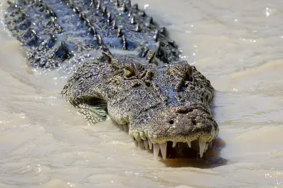 Inundaciones históricas desatan una invasión de cocodrilos en este país y generan alarma global