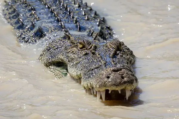 Inundaciones históricas desatan una invasión de cocodrilos en este país y generan alarma global